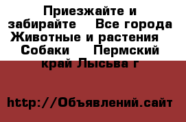 Приезжайте и забирайте. - Все города Животные и растения » Собаки   . Пермский край,Лысьва г.
